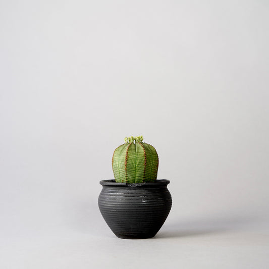Euphorbia obesa × “N/OH”POT