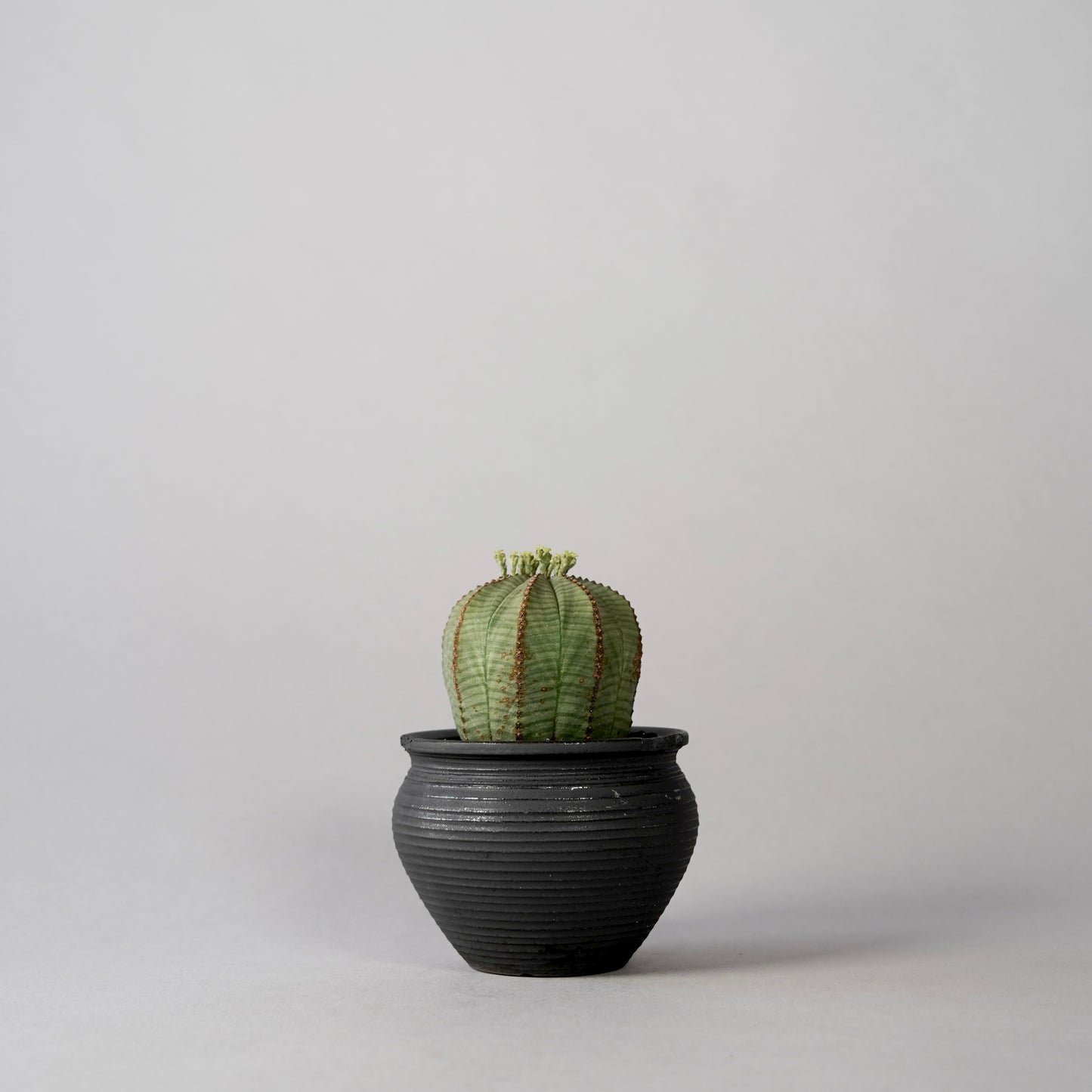 Euphorbia obesa × “N/OH”POT