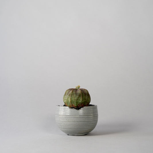 Euphorbia obesa × “N/OH”POT