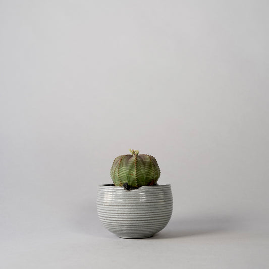 Euphorbia obesa × “N/OH”POT