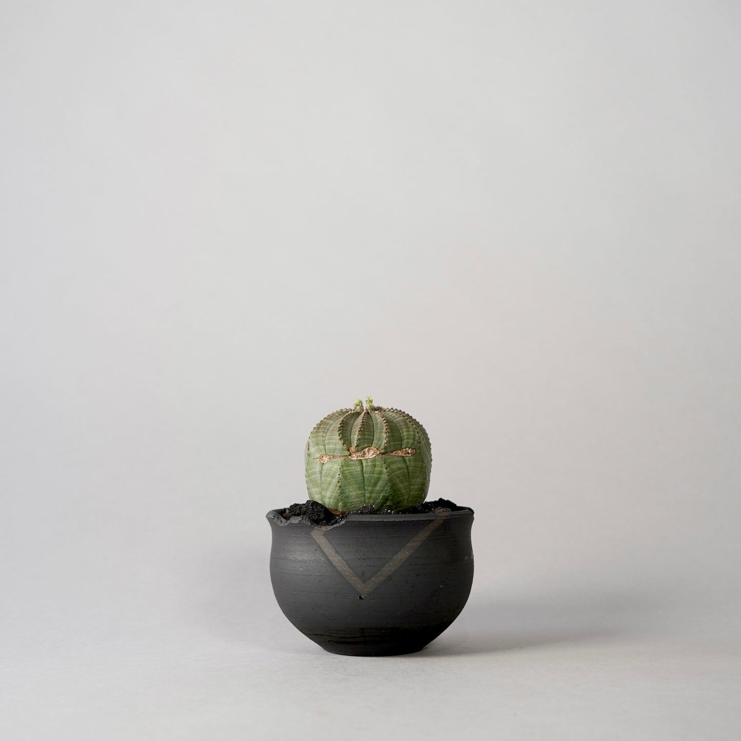 Euphorbia obesa × “N/OH”POT