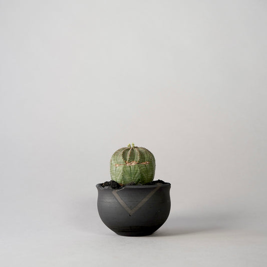 Euphorbia obesa × “N/OH”POT