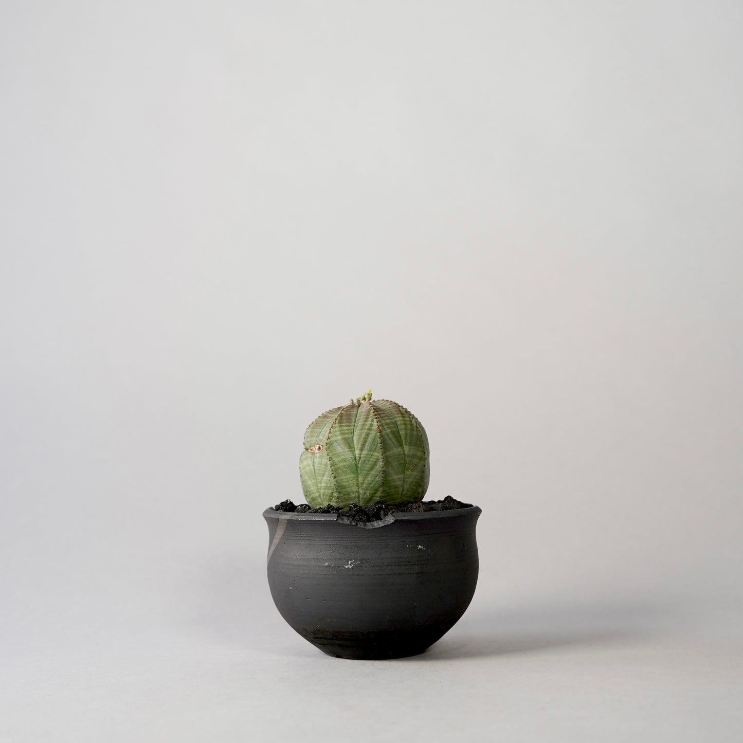 Euphorbia obesa × “N/OH”POT