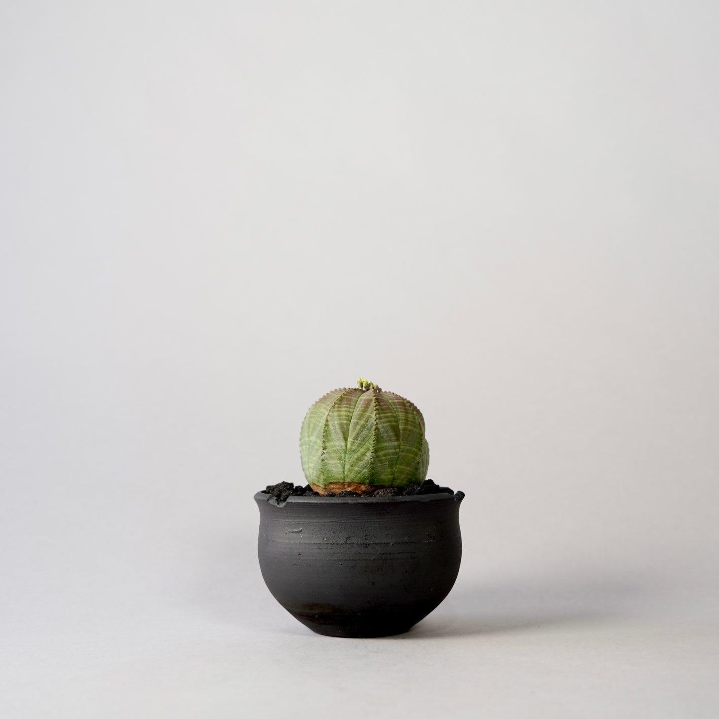 Euphorbia obesa × “N/OH”POT