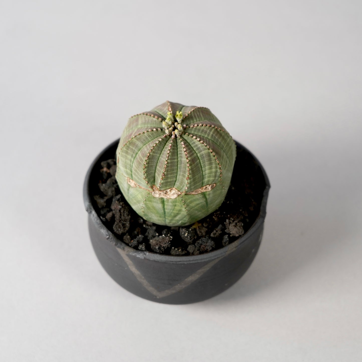 Euphorbia obesa × “N/OH”POT