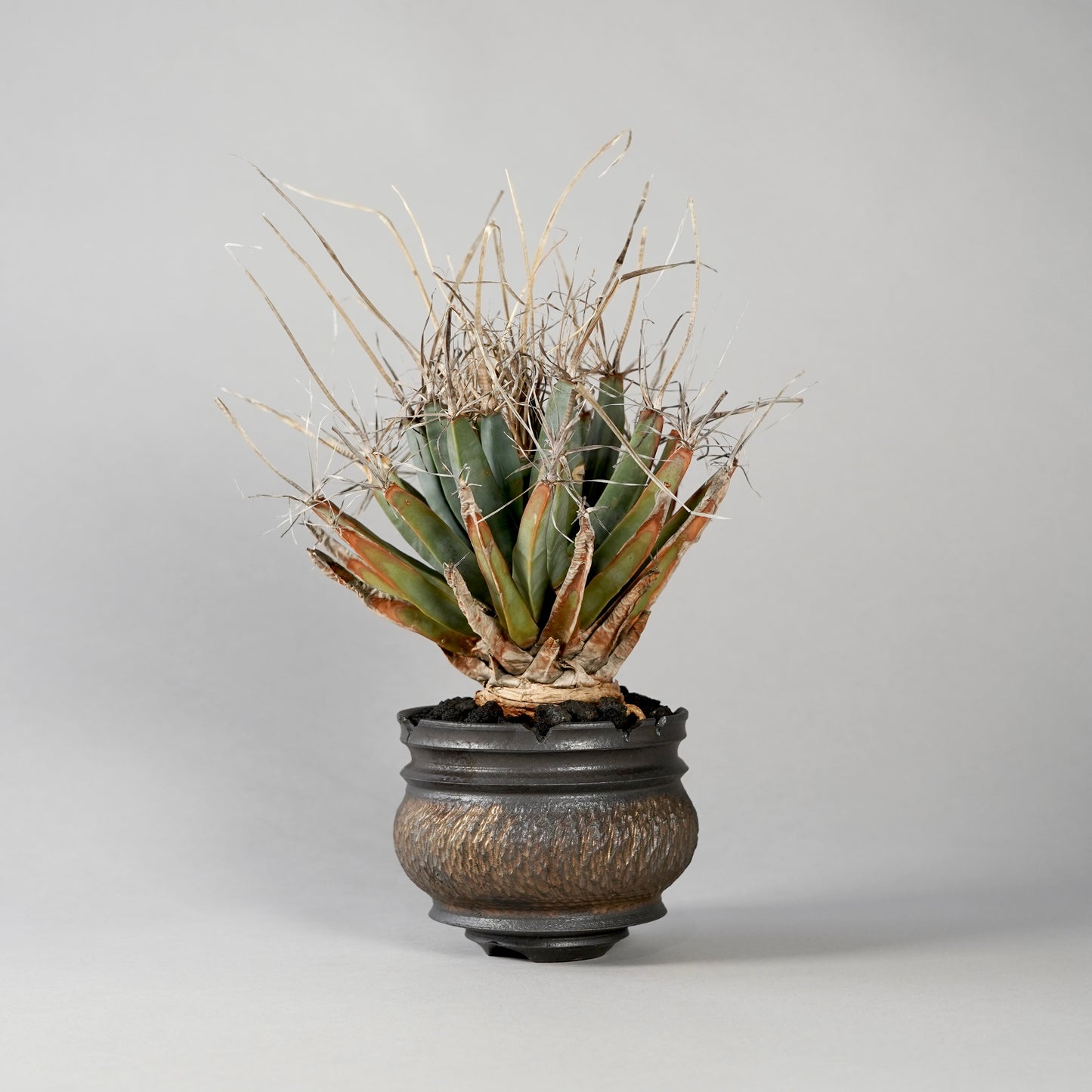 Leuchtenbergia principis × “GOUJIN”POT B