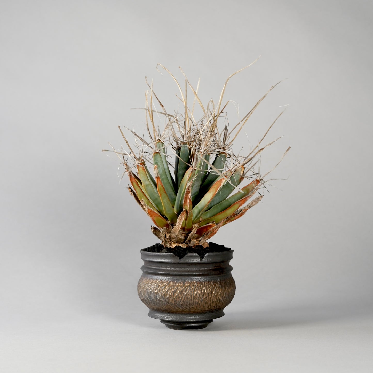 Leuchtenbergia principis × “GOUJIN”POT B