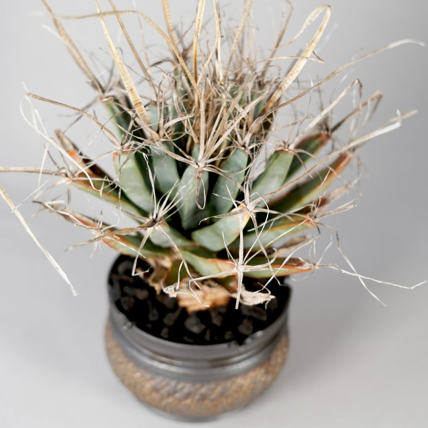 Leuchtenbergia principis × “GOUJIN”POT B