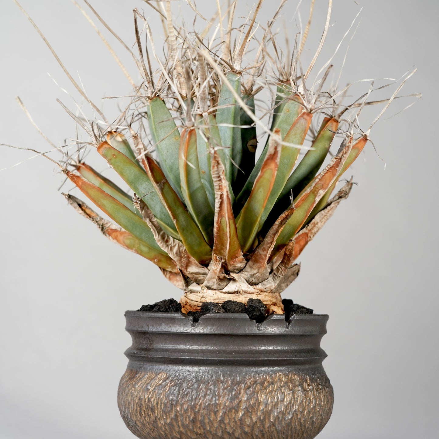 Leuchtenbergia principis × “GOUJIN”POT B