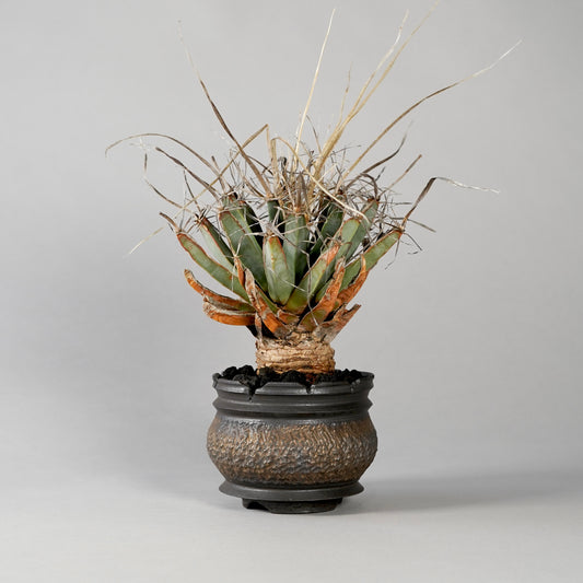 Leuchtenbergia principis × “GOUJIN”POT C