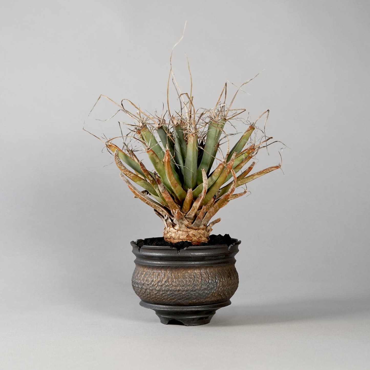 Leuchtenbergia principis × “GOUJIN”POT E