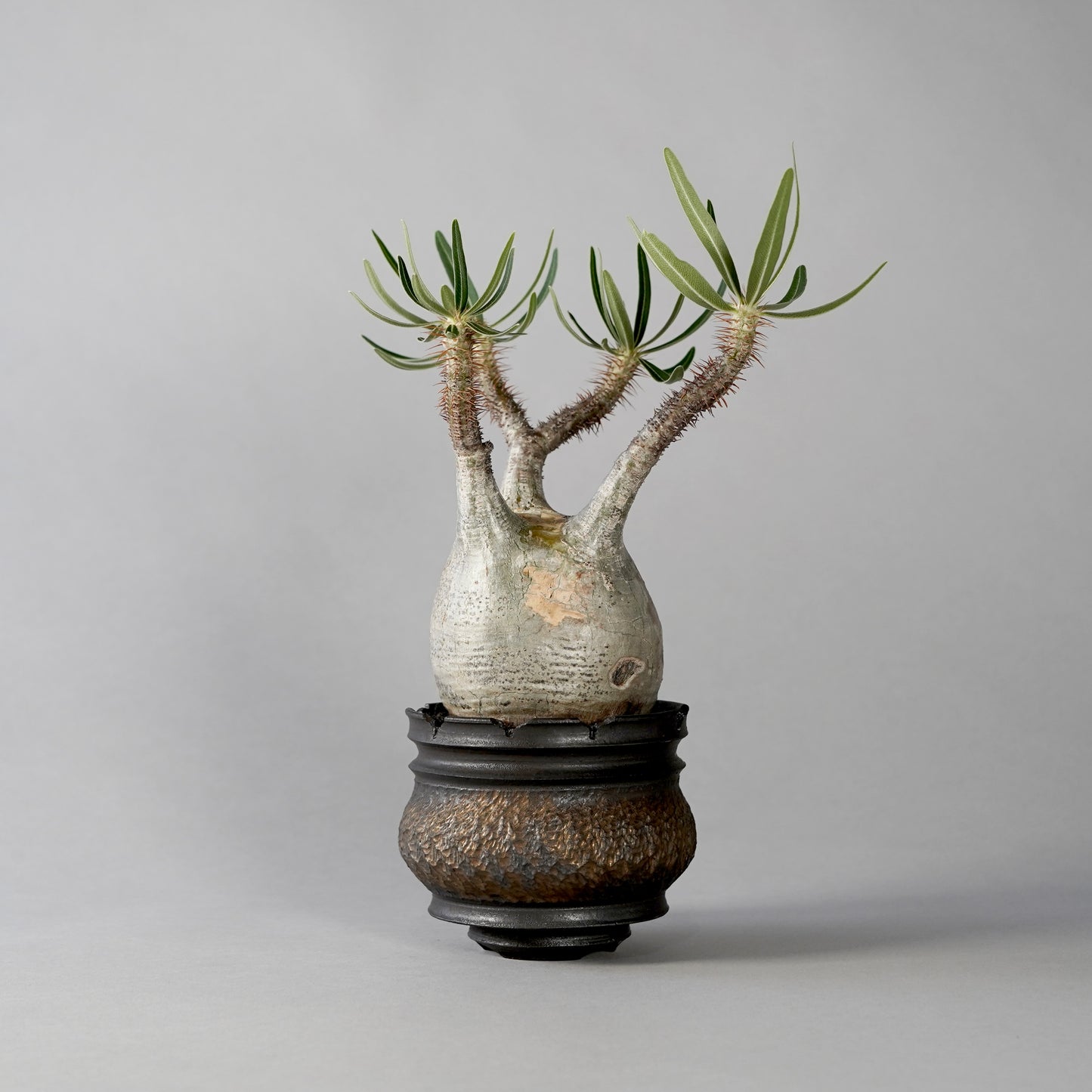 Pachypodium Gracilius × “GOUJIN”POT A
