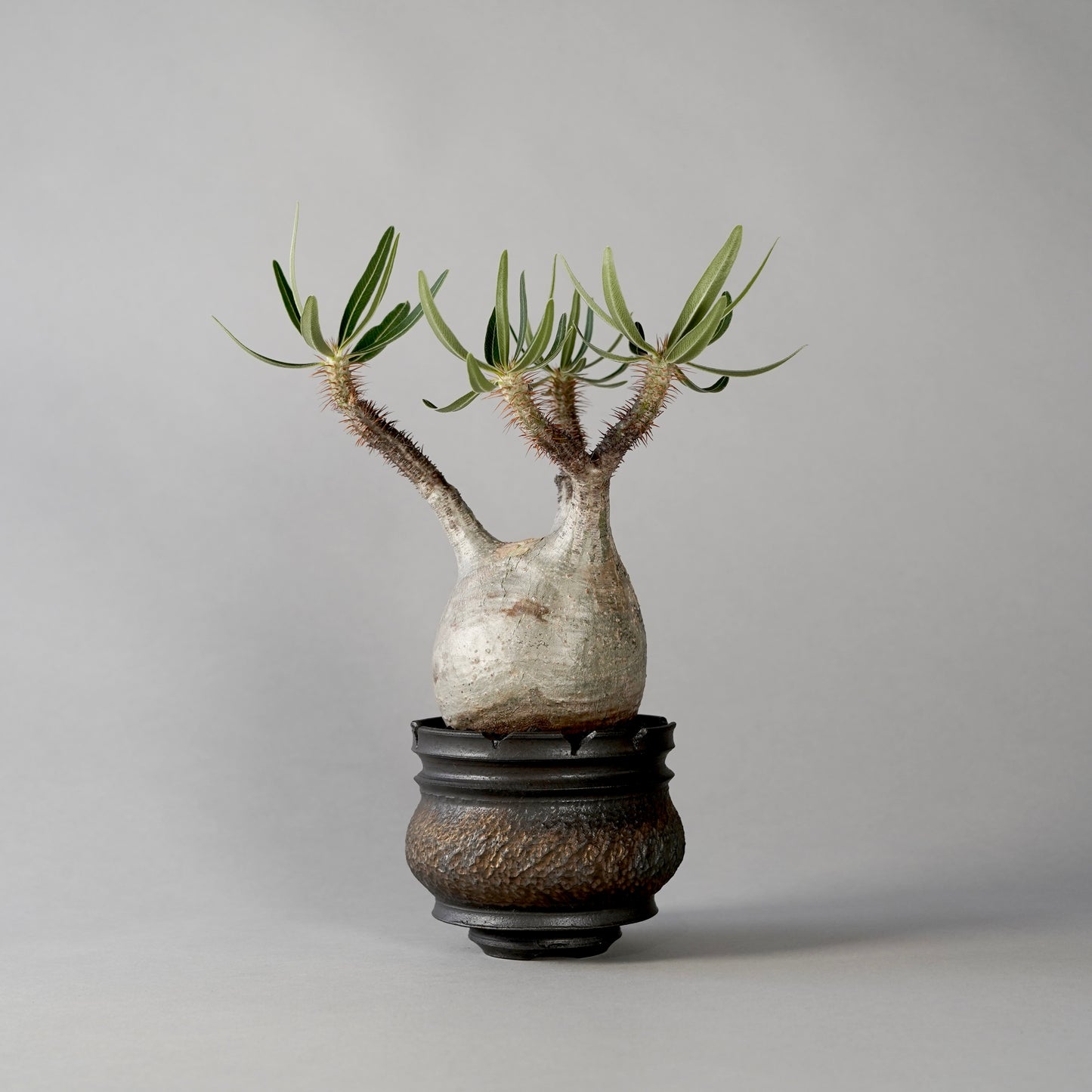 Pachypodium Gracilius × “GOUJIN”POT A