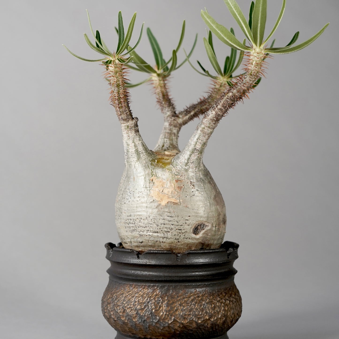 Pachypodium Gracilius × “GOUJIN”POT A