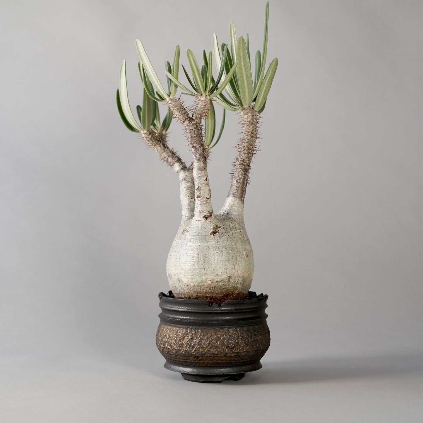 Pachypodium Gracilius × “GOUJIN”POT D