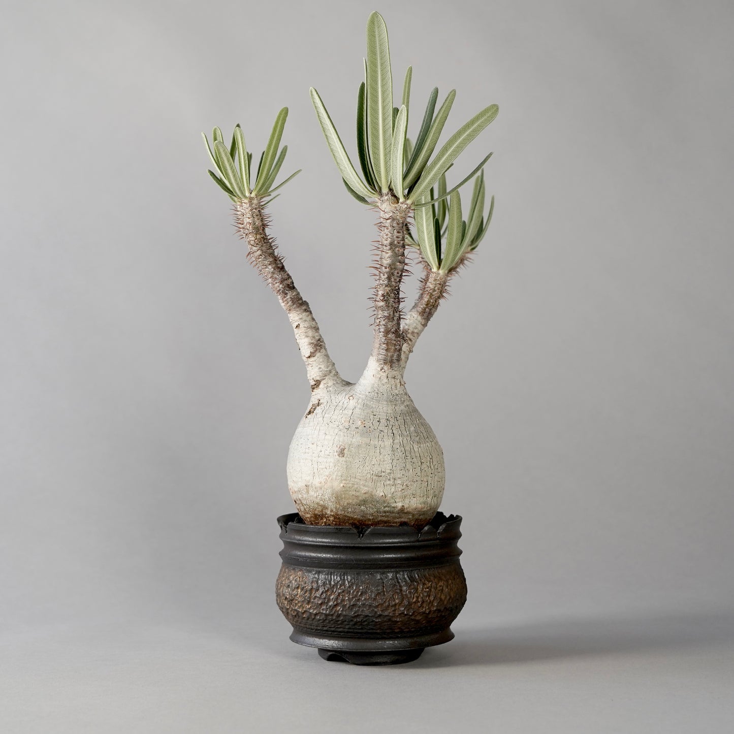 Pachypodium Gracilius × “GOUJIN”POT D