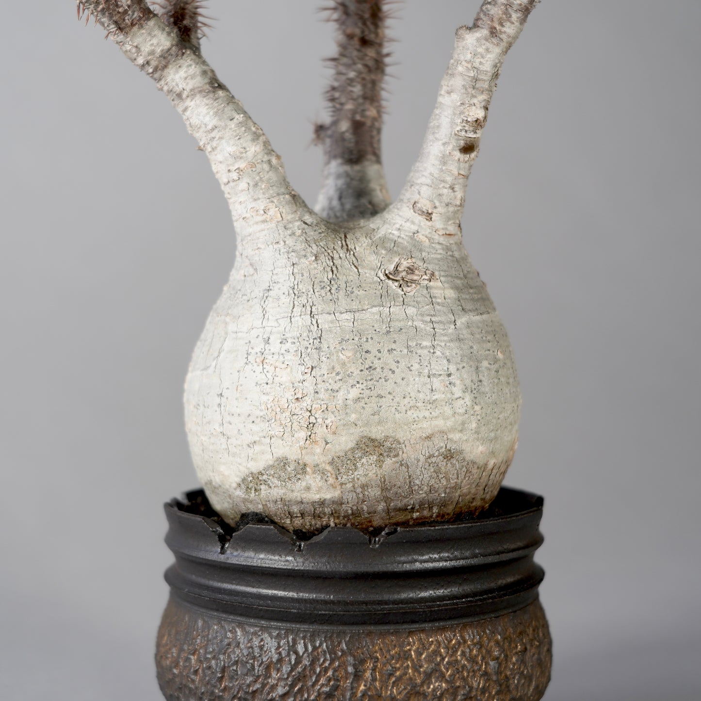 Pachypodium Gracilius × “GOUJIN”POT D