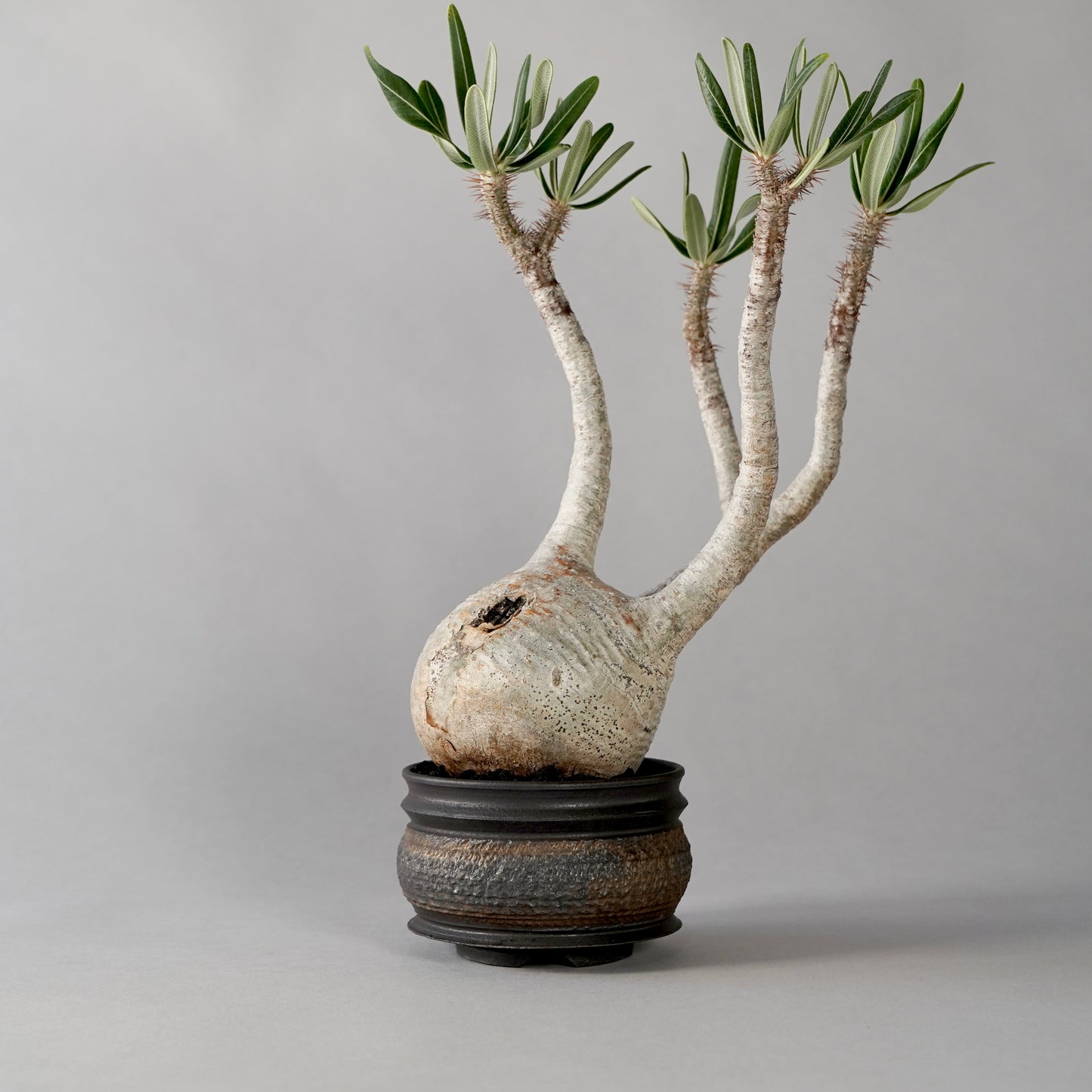 Pachypodium Gracilius × “GOUJIN”POT E