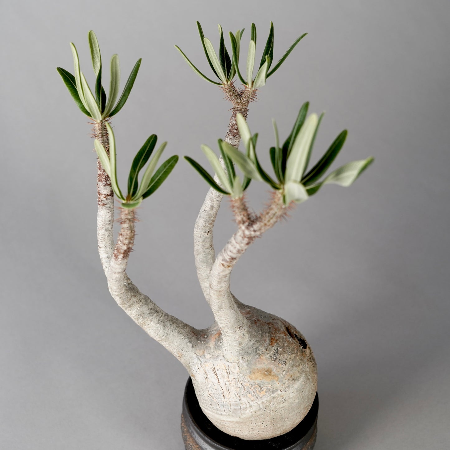 Pachypodium Gracilius × “GOUJIN”POT E
