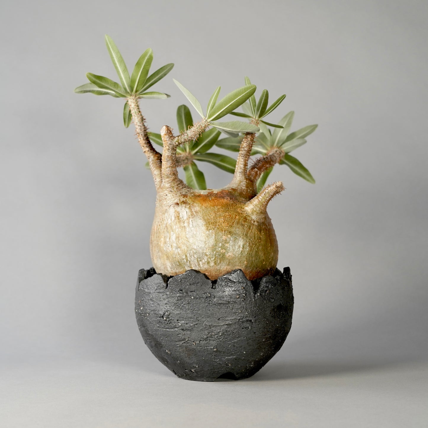 Pachypodium Gracilius × GOUJIN POT --黒銀彩--