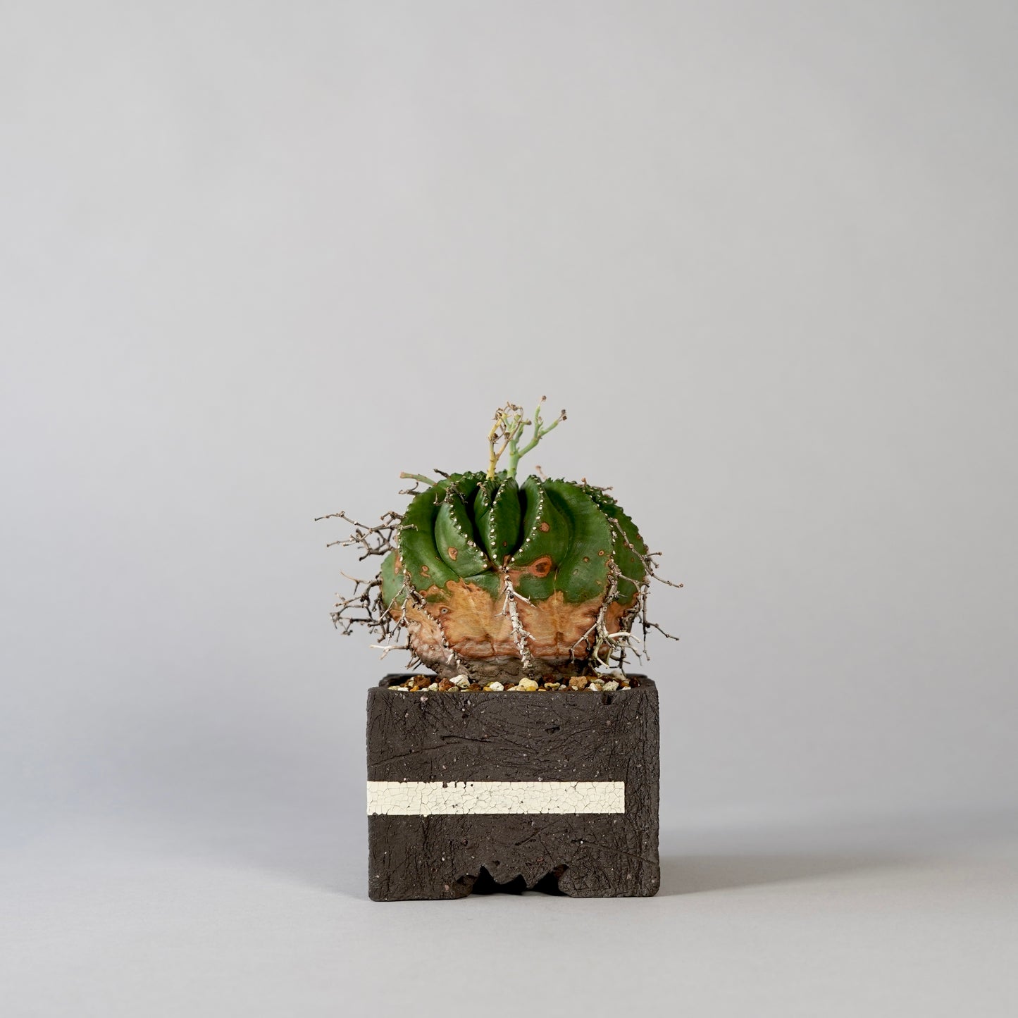 Euphorbia valida × GOUJIN POT --KAKU--