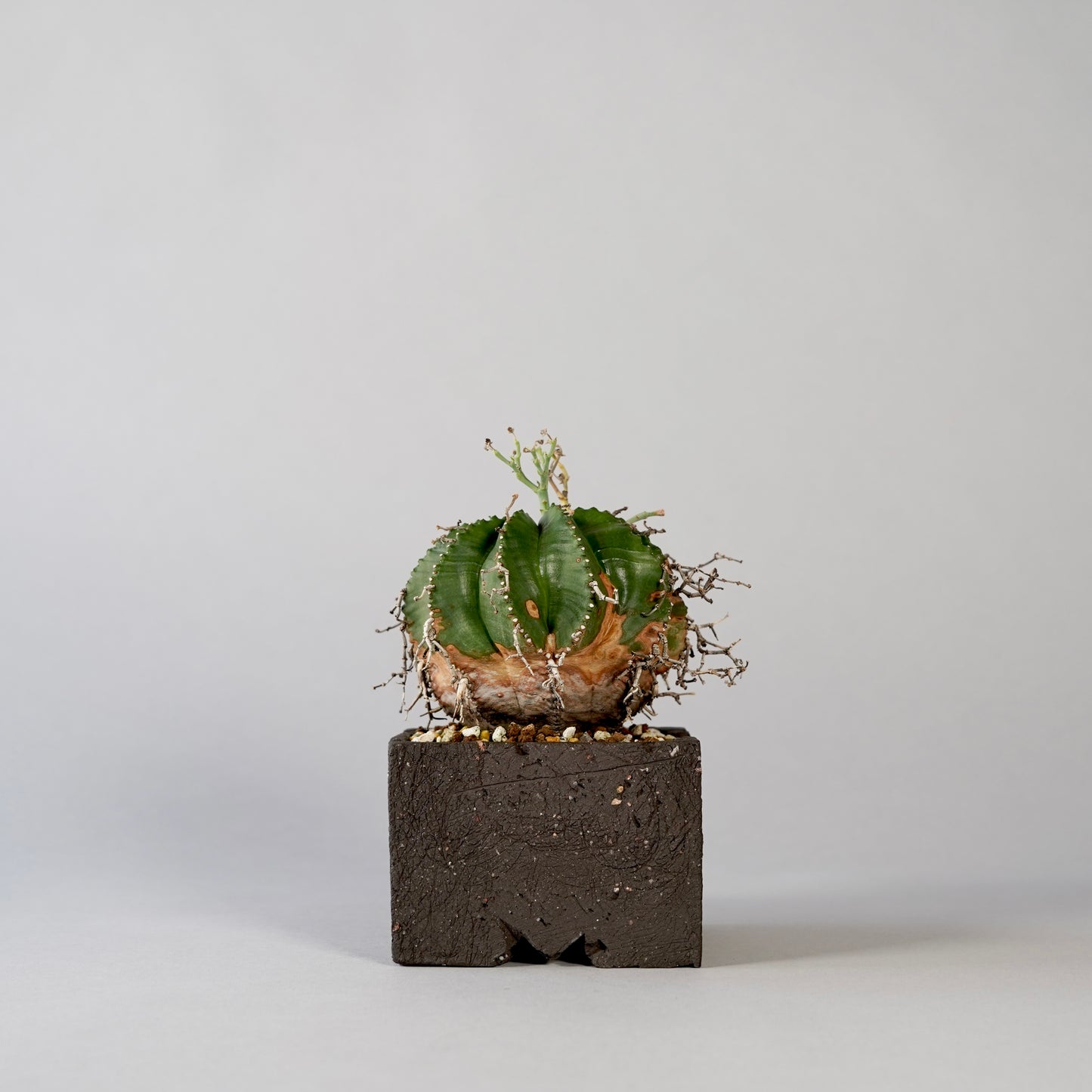 Euphorbia valida × GOUJIN POT --KAKU--
