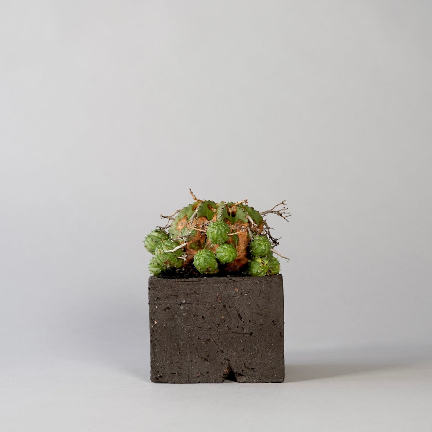 Euphorbia valida × GOUJIN POT --KAKU--