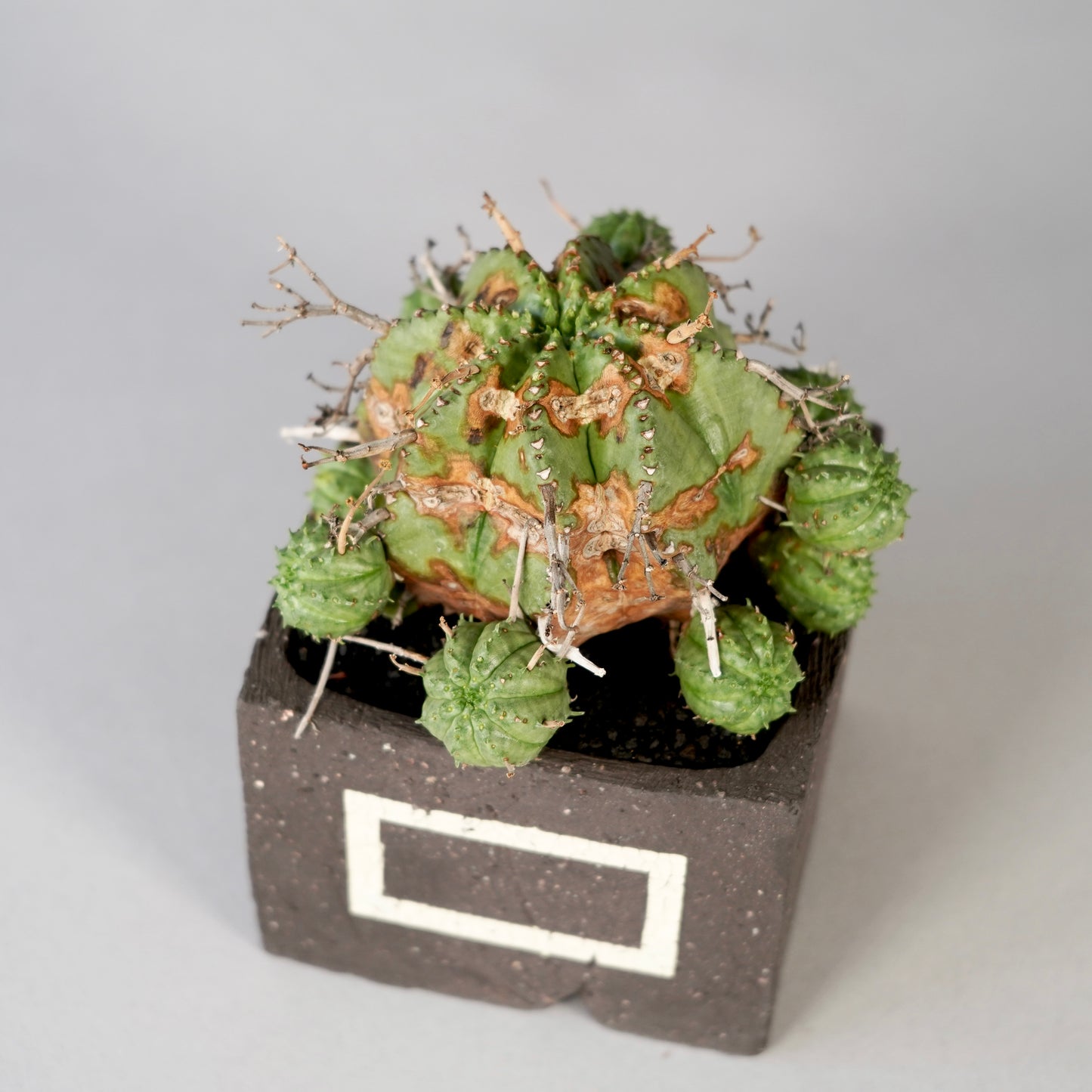 Euphorbia valida × GOUJIN POT --KAKU--