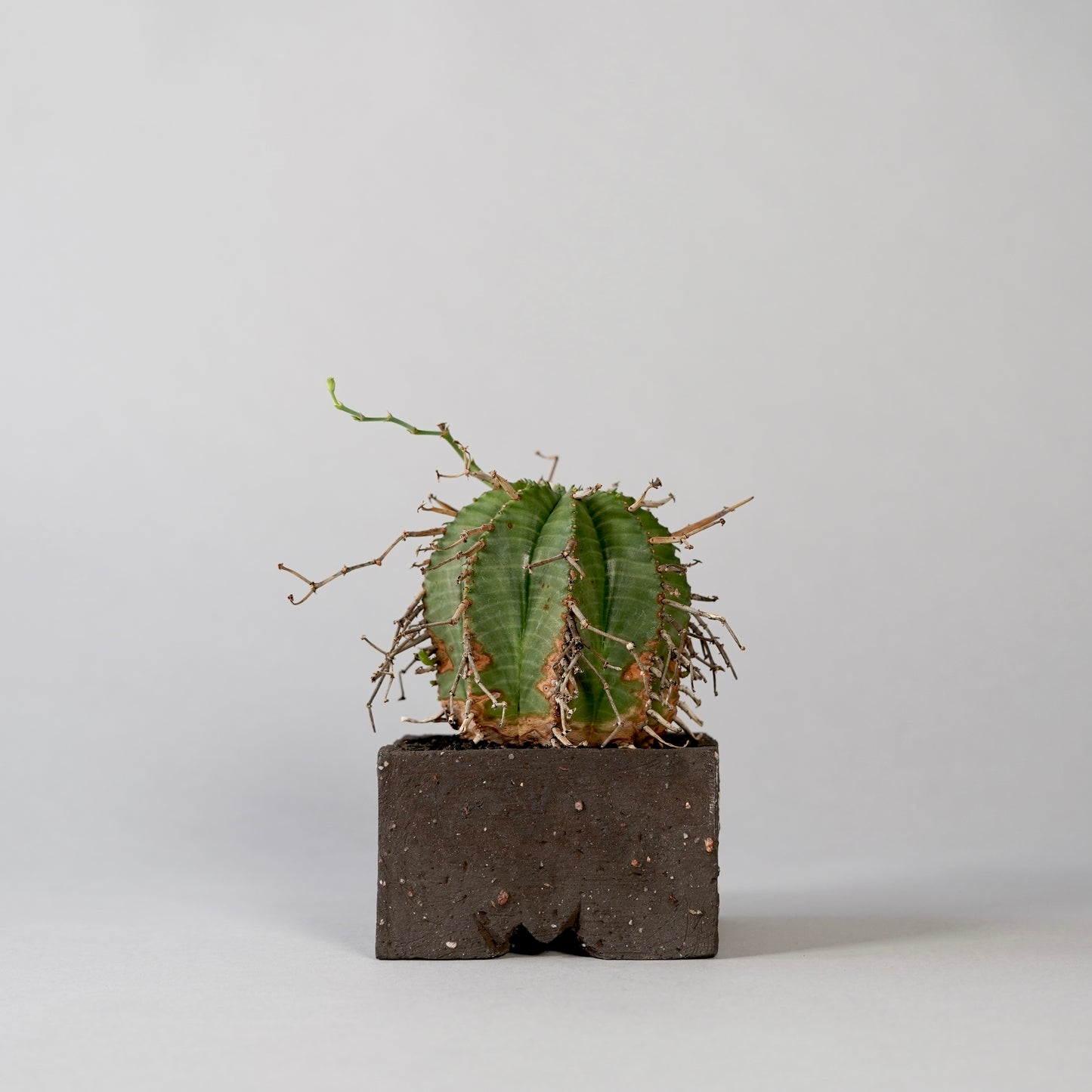 Euphorbia valida × GOUJIN POT --KAKU--