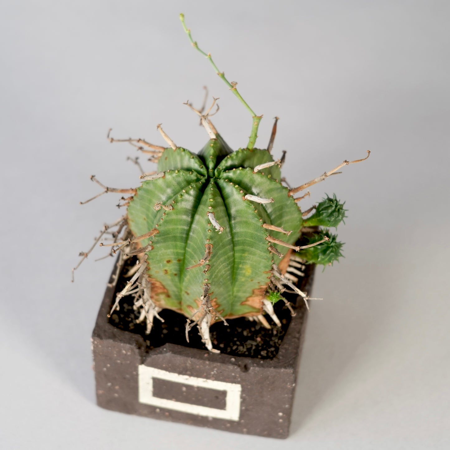 Euphorbia valida × GOUJIN POT --KAKU--