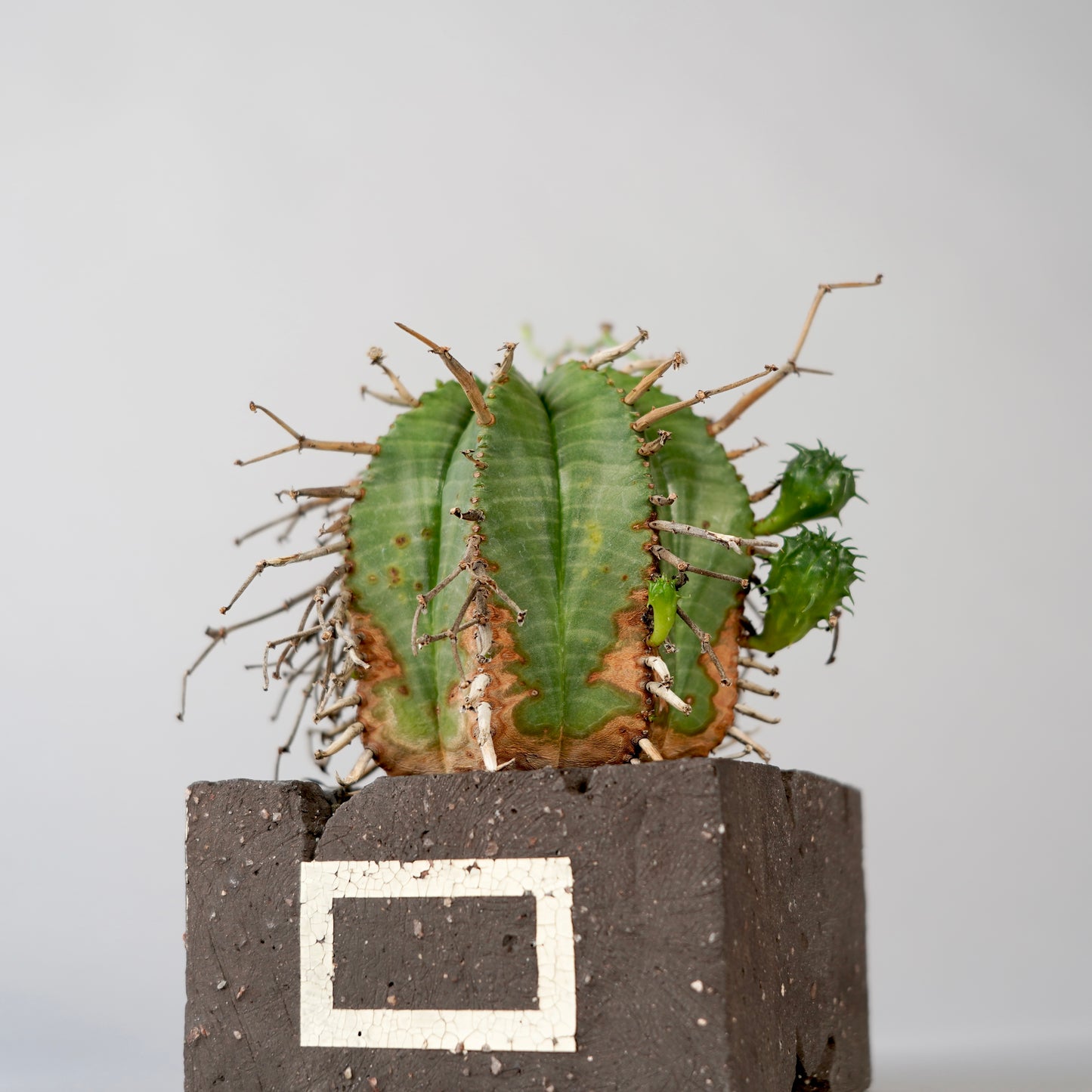 Euphorbia valida × GOUJIN POT --KAKU--