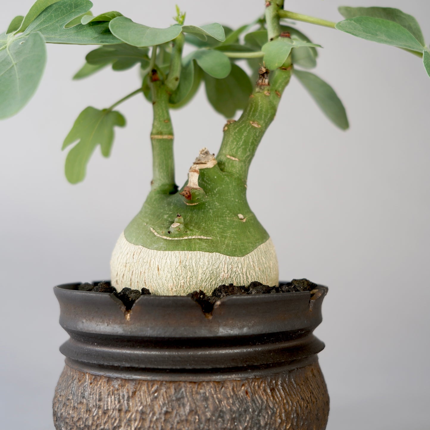 Adenia glauca × GOUJIN POT --KUROKIN--