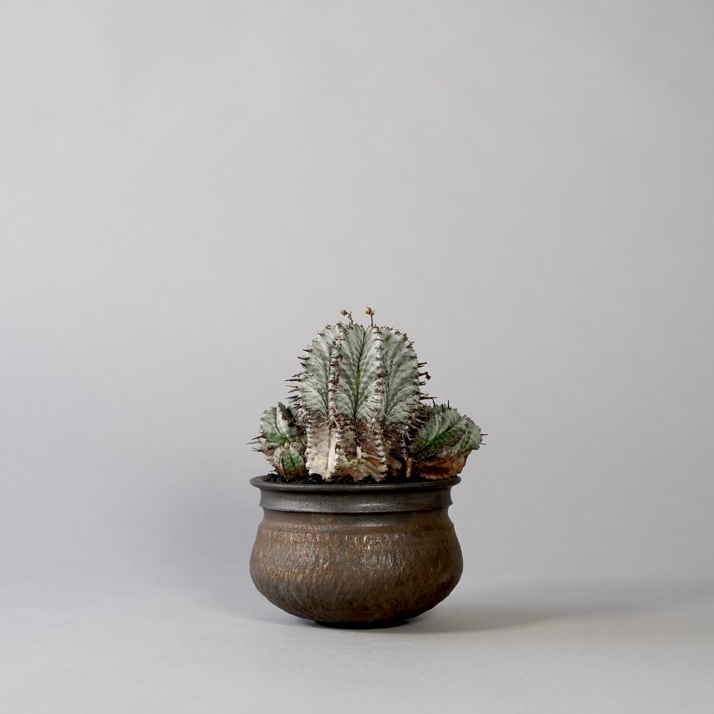 Euphorbia horrida × GOUJIN POT --KUROKIN--