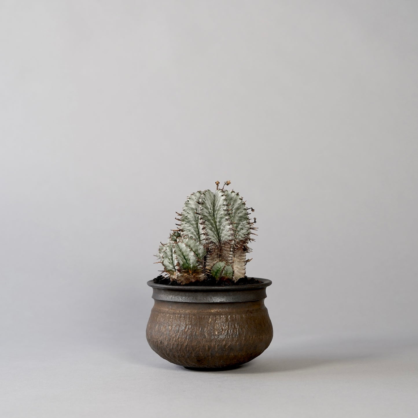 Euphorbia horrida × GOUJIN POT --KUROKIN--