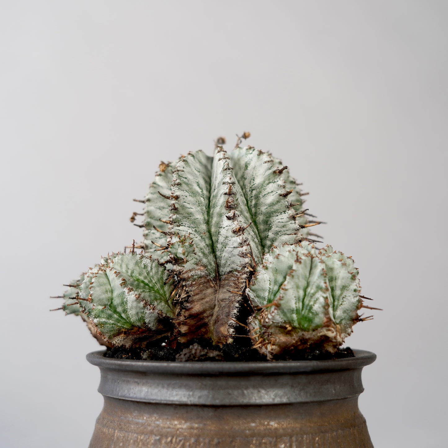 Euphorbia horrida × GOUJIN POT --KUROKIN--