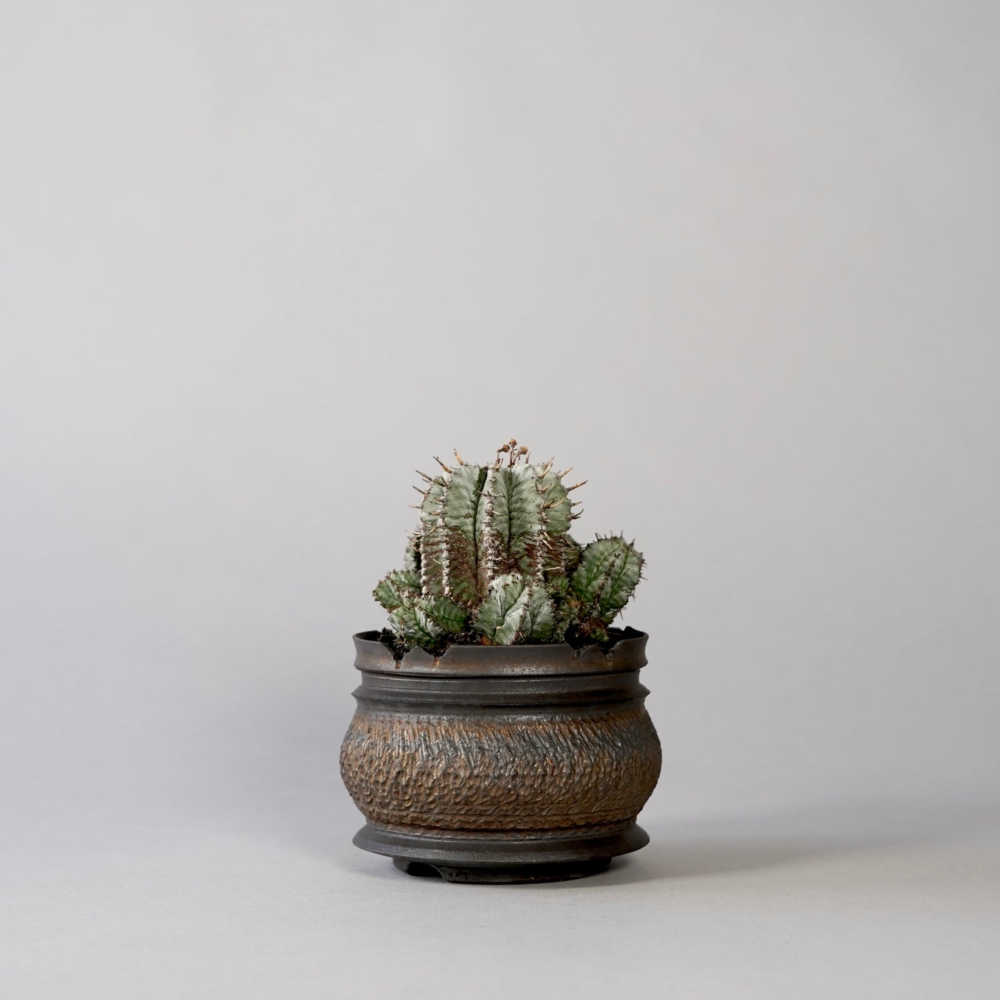 Euphorbia horrida × GOUJIN POT --KUROKIN--
