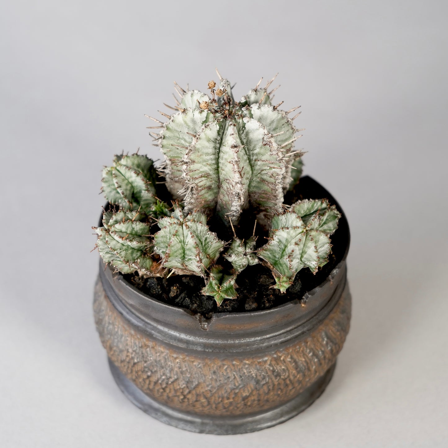 Euphorbia horrida × GOUJIN POT --KUROKIN--
