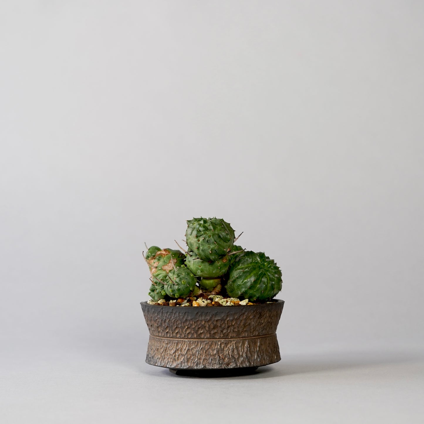 Euphorbia valida × GOUJIN POT --KUROKIN--