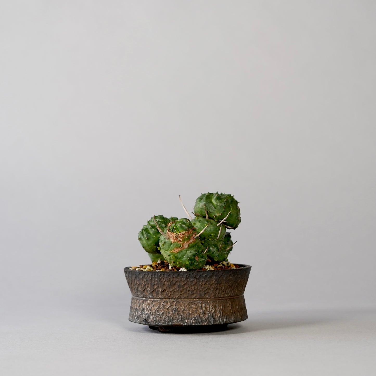Euphorbia valida × GOUJIN POT --KUROKIN--