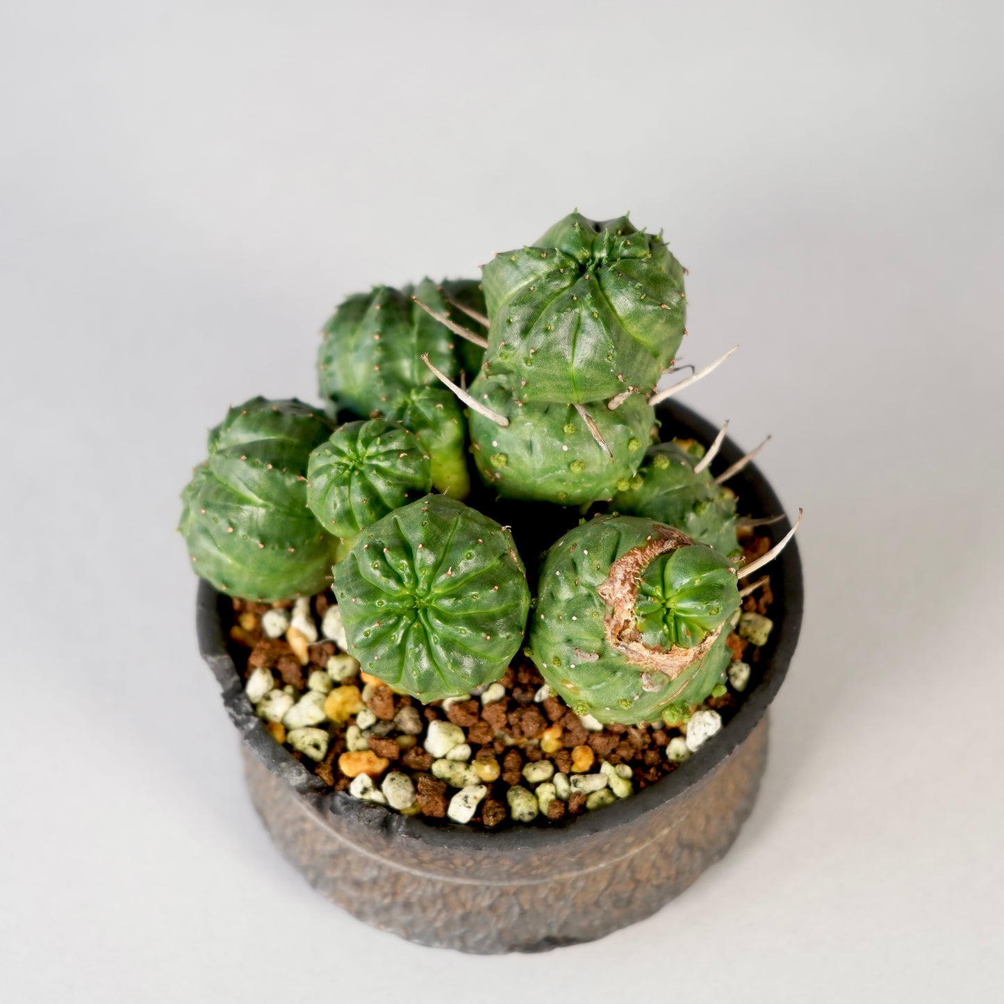Euphorbia valida × GOUJIN POT --KUROKIN--