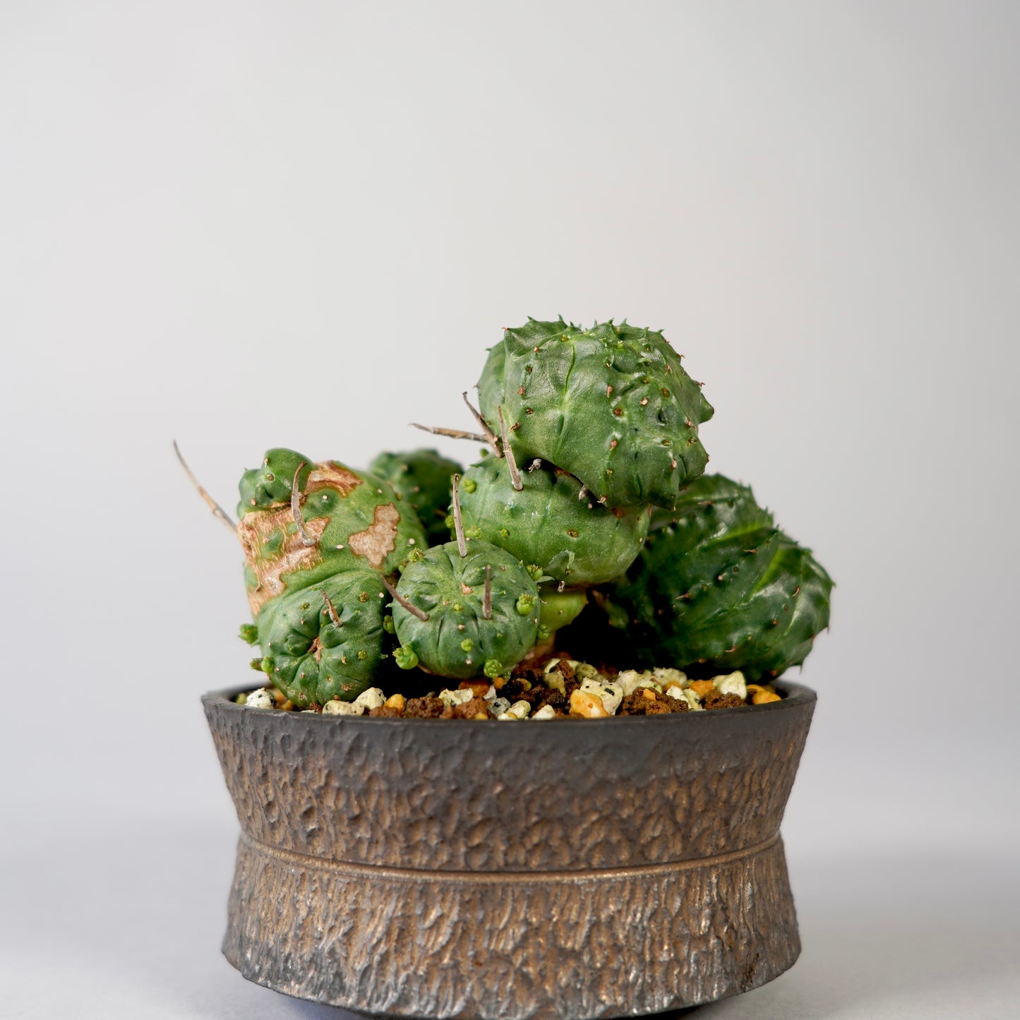 Euphorbia valida × GOUJIN POT --KUROKIN--