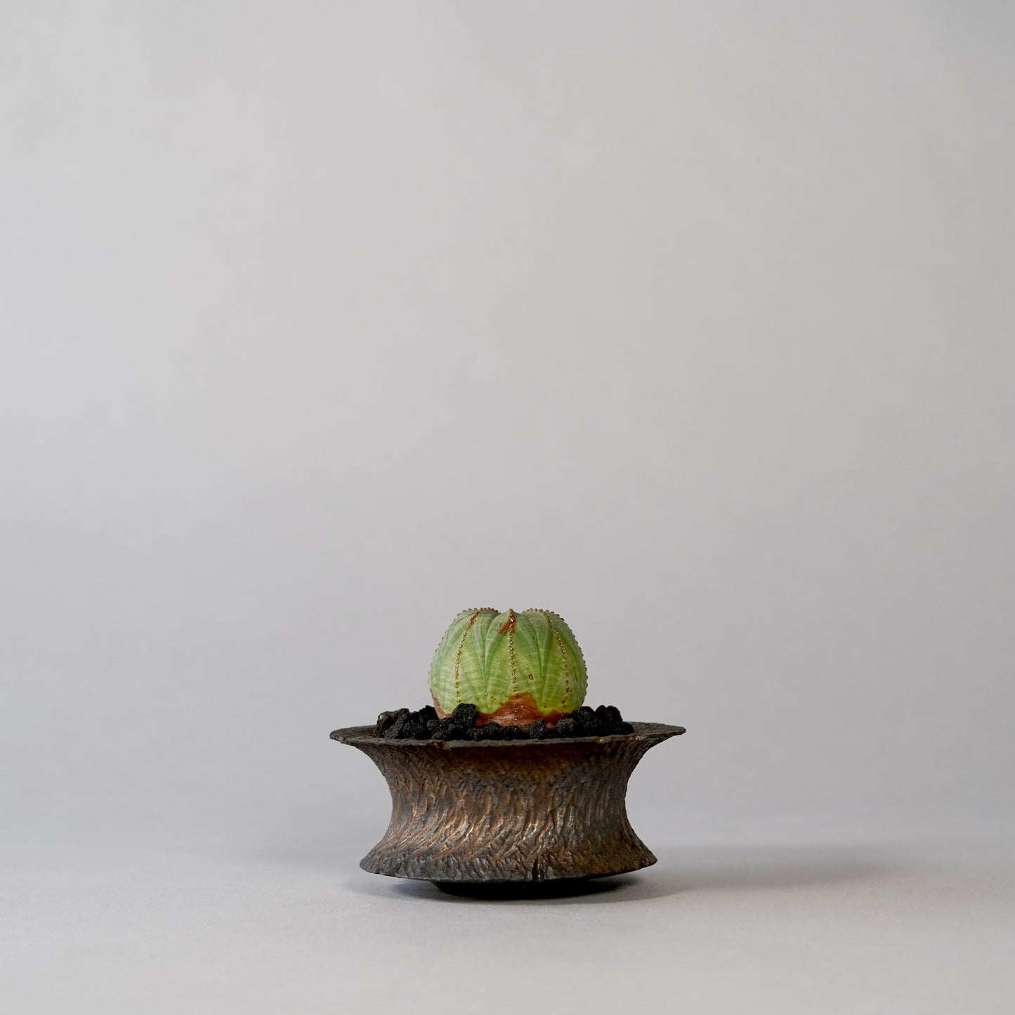 Euphorbia obesa × GOUJIN POT --KUROKIN--