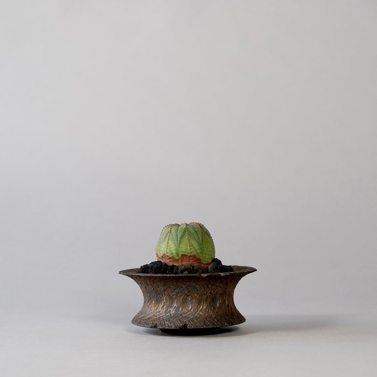 Euphorbia obesa × GOUJIN POT --KUROKIN--