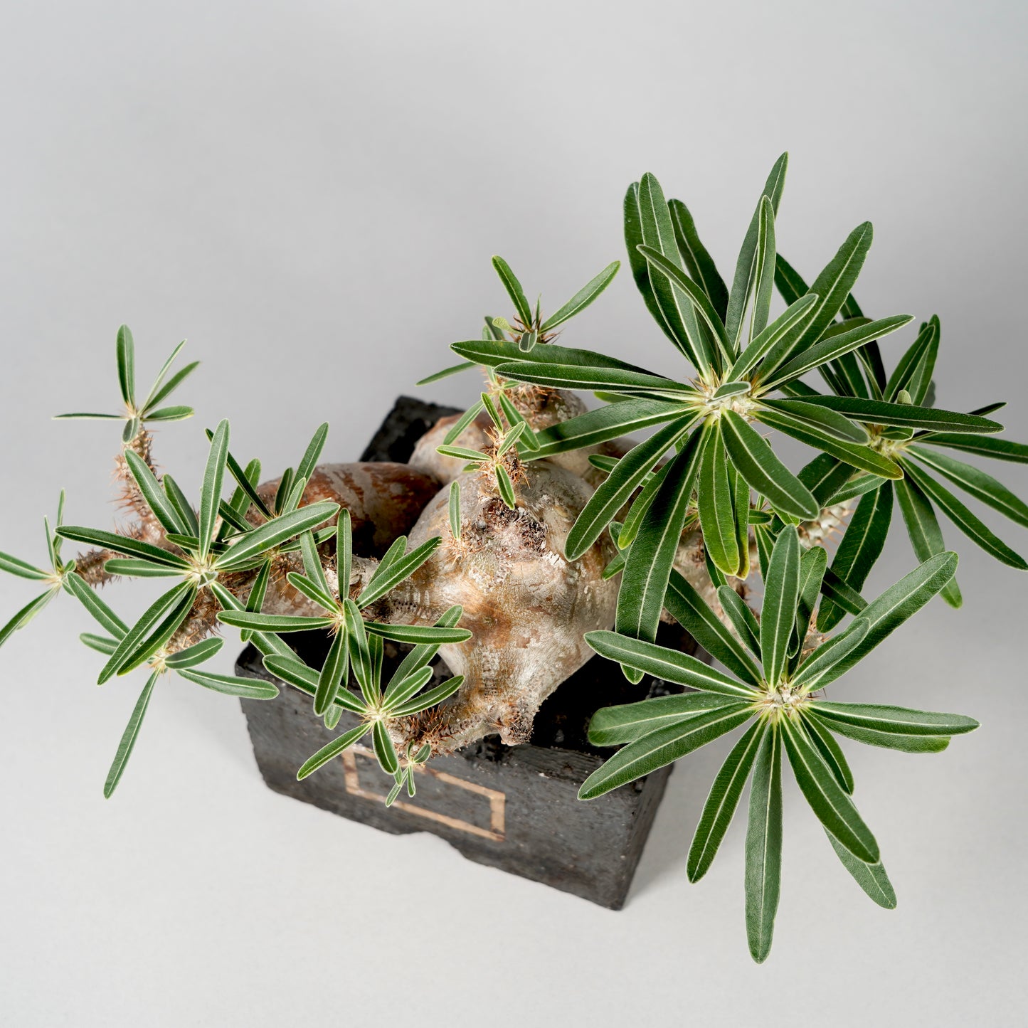 Pachypodium Gracilius × GOUJIN POT --KAKU--
