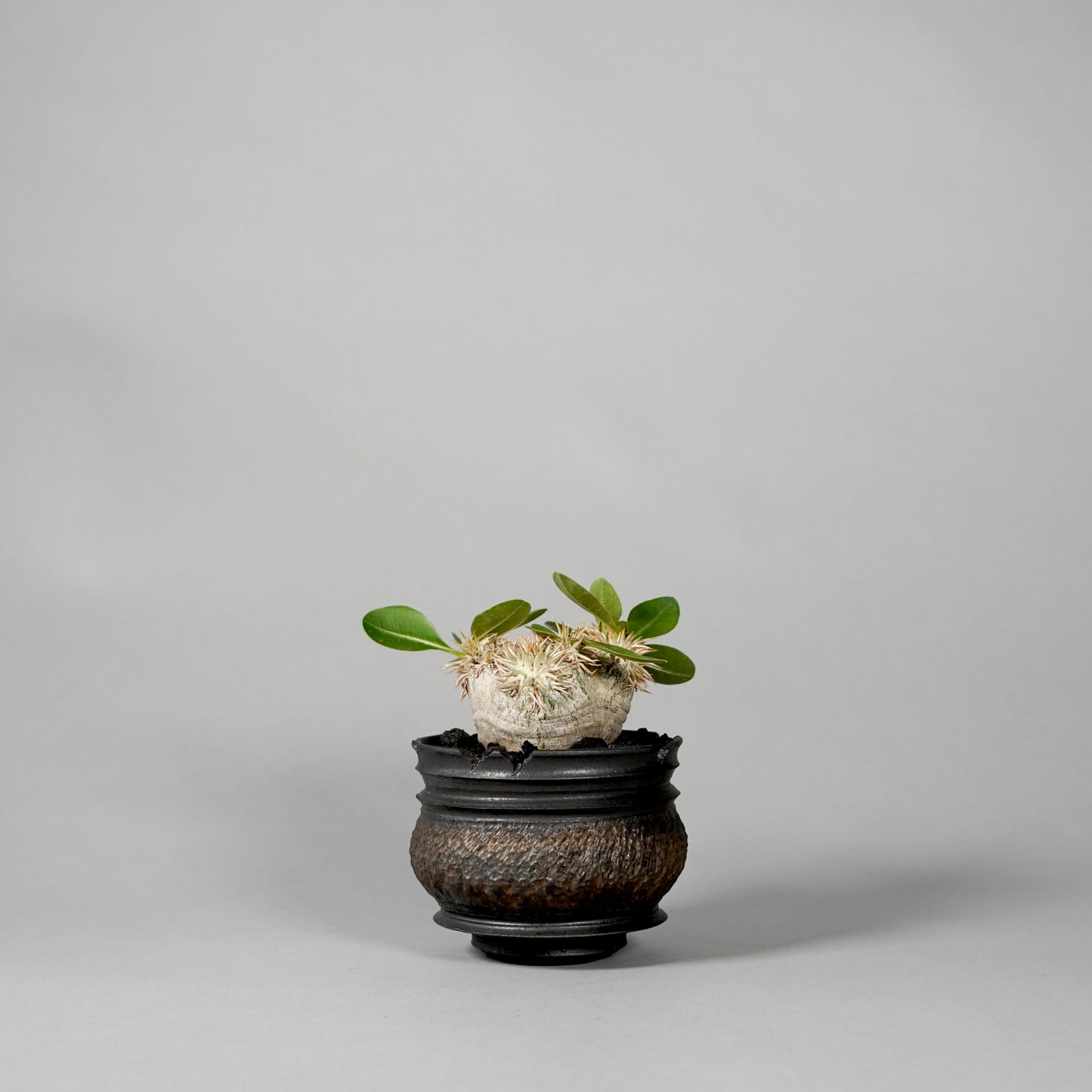 Pachypodium brevicaule × GOUJIN POT --KUROKIN--