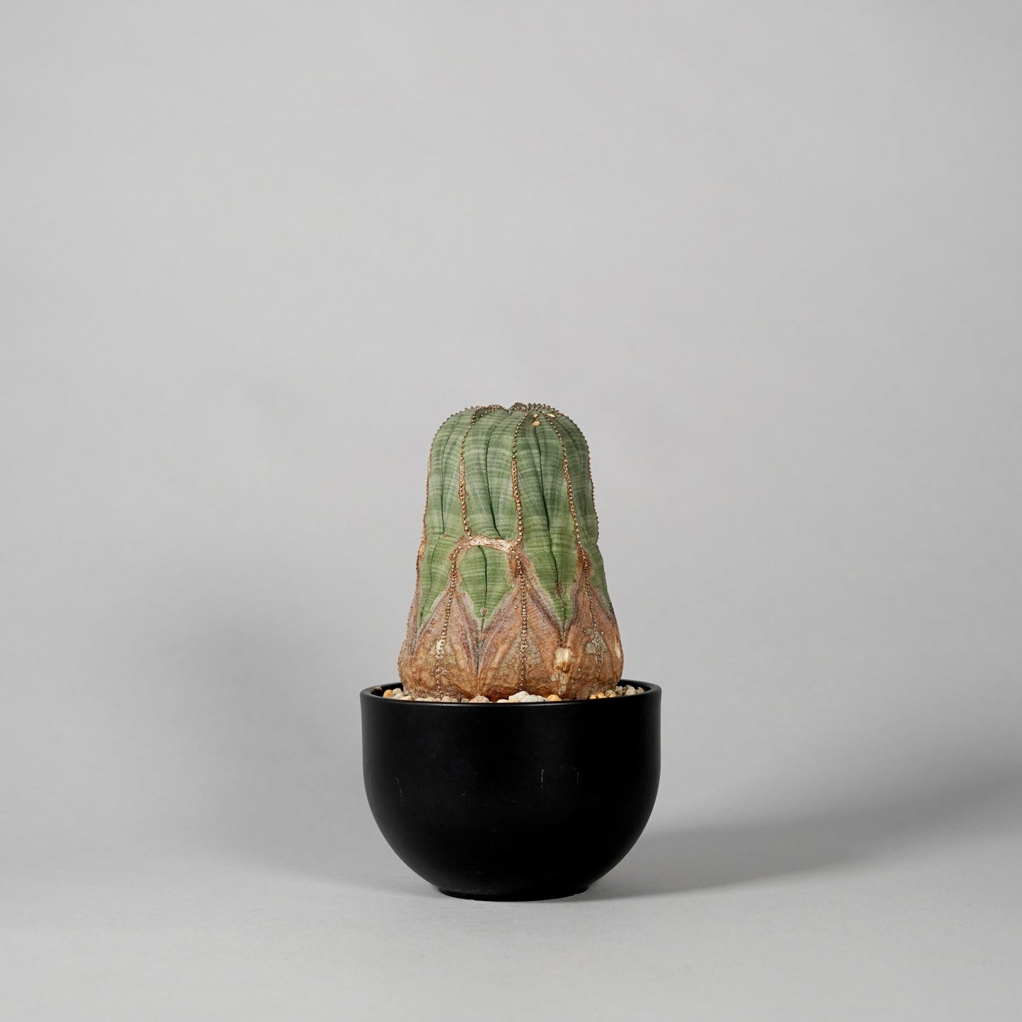 Euphorbia obesa B