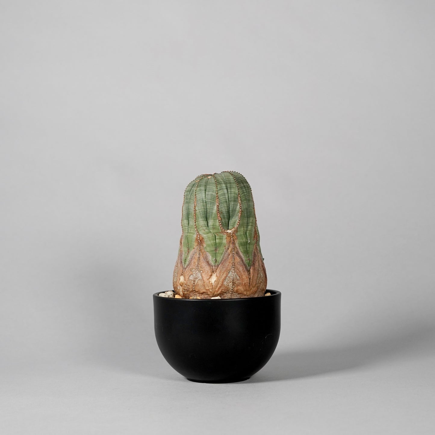 Euphorbia obesa B