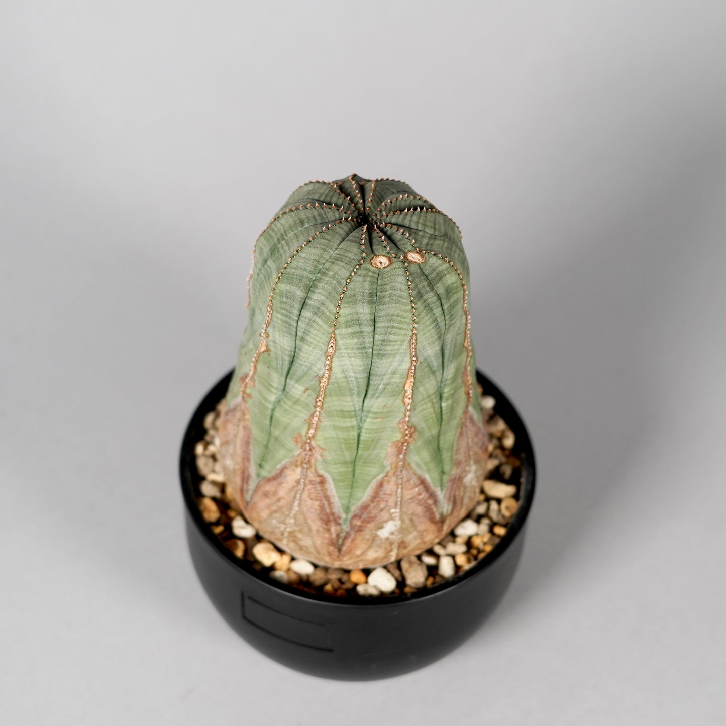 Euphorbia obesa B