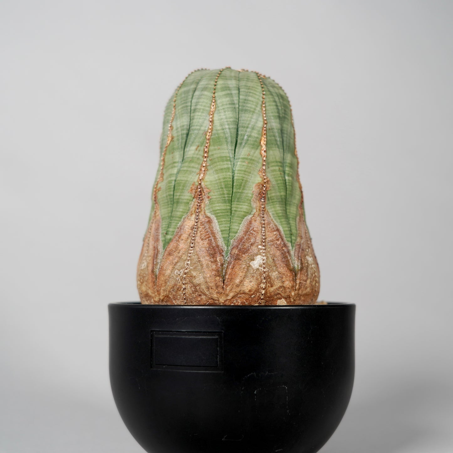 Euphorbia obesa B