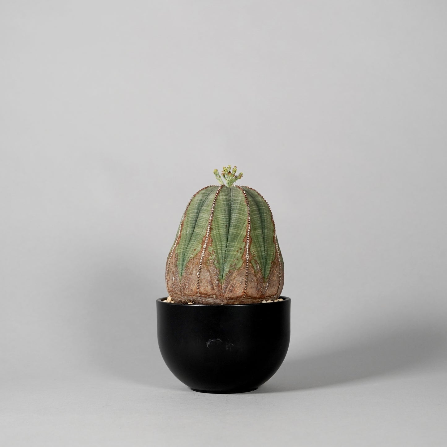 Euphorbia obesa C